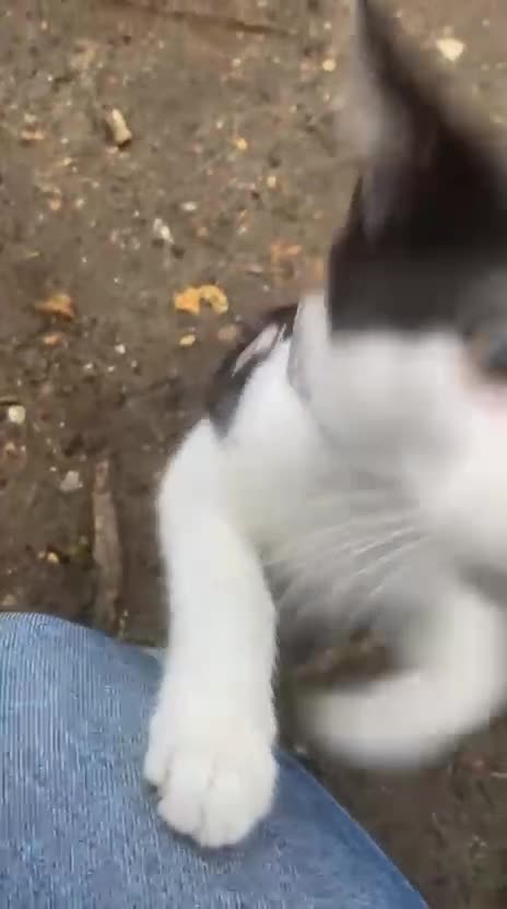 Mixed Breed cats for sale: Male kitten 5 months old - Video 2