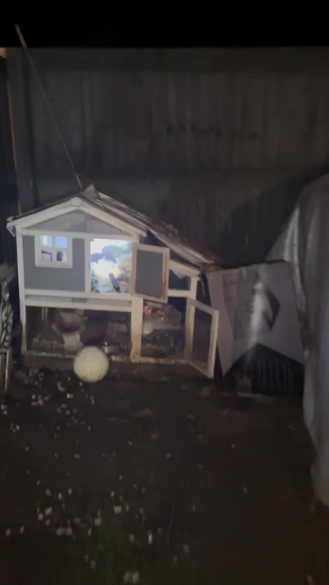 Mini Lop rabbits for sale: mini lops bucks and babies  - Video 2