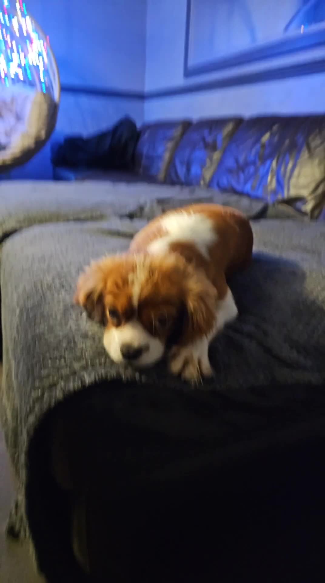 Cavapoo dogs for sale: Ready To Leave Today Ultimate F 1 Cavapoos - Video 1