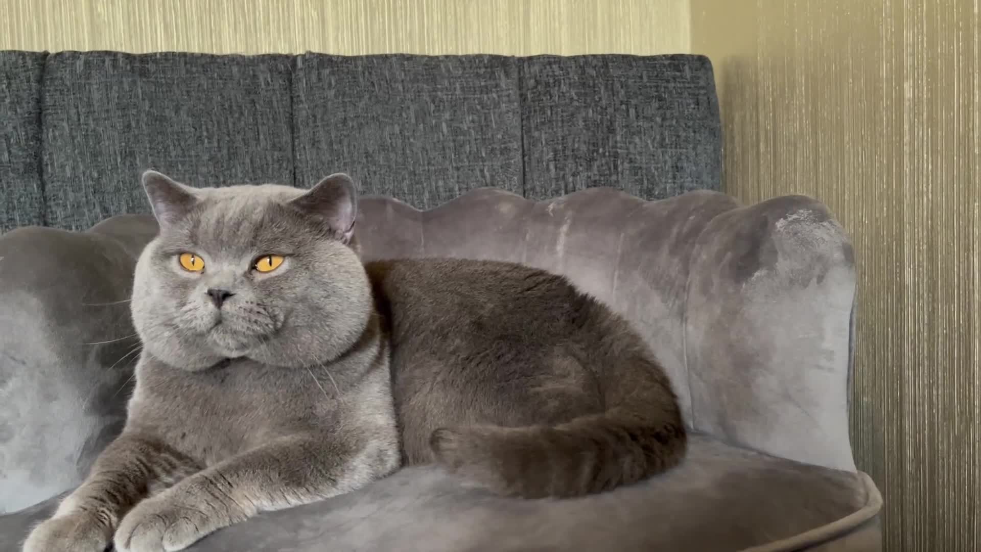 British Shorthair cats for sale: Our gorgeous boy  - Video 2