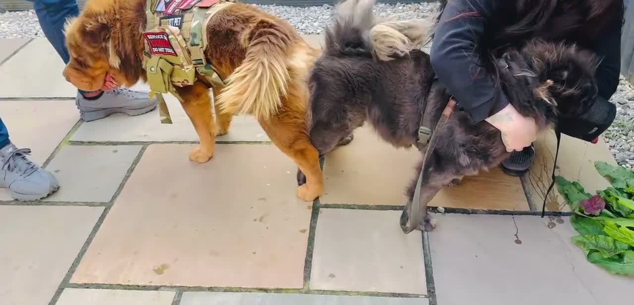 Shar Pei dogs for stud: Top quality full chco and tan bear coat  - Video 1