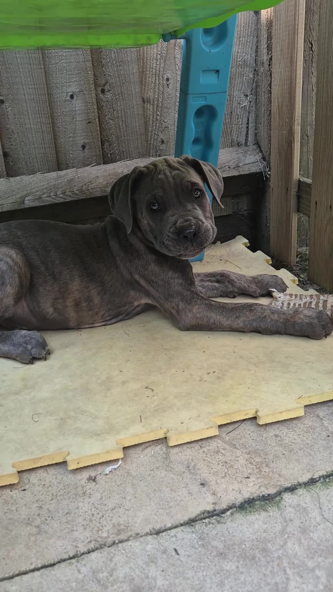 Cane Corso dogs for sale: Cane Corso puppy - Video 1