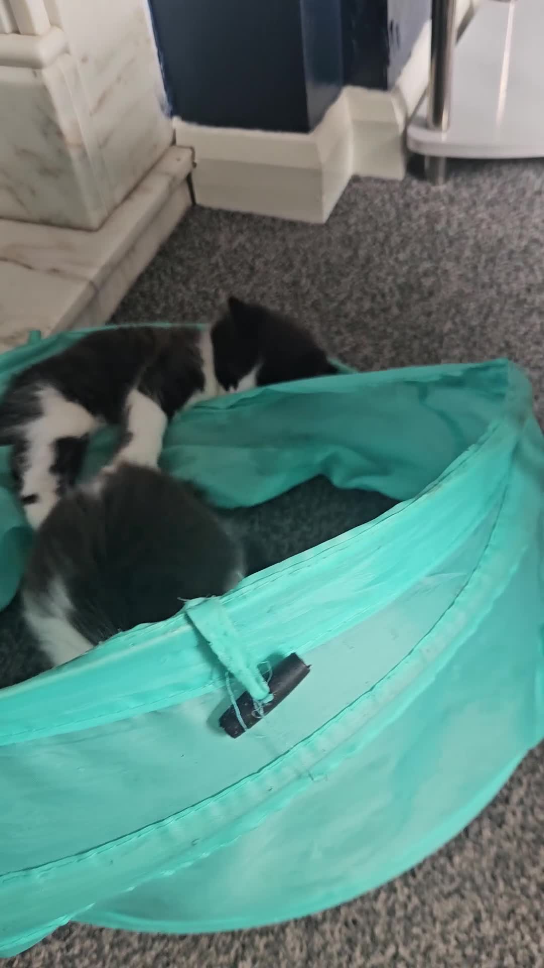 Mixed Breed cats for sale: Kittens mix breed.  - Video 1