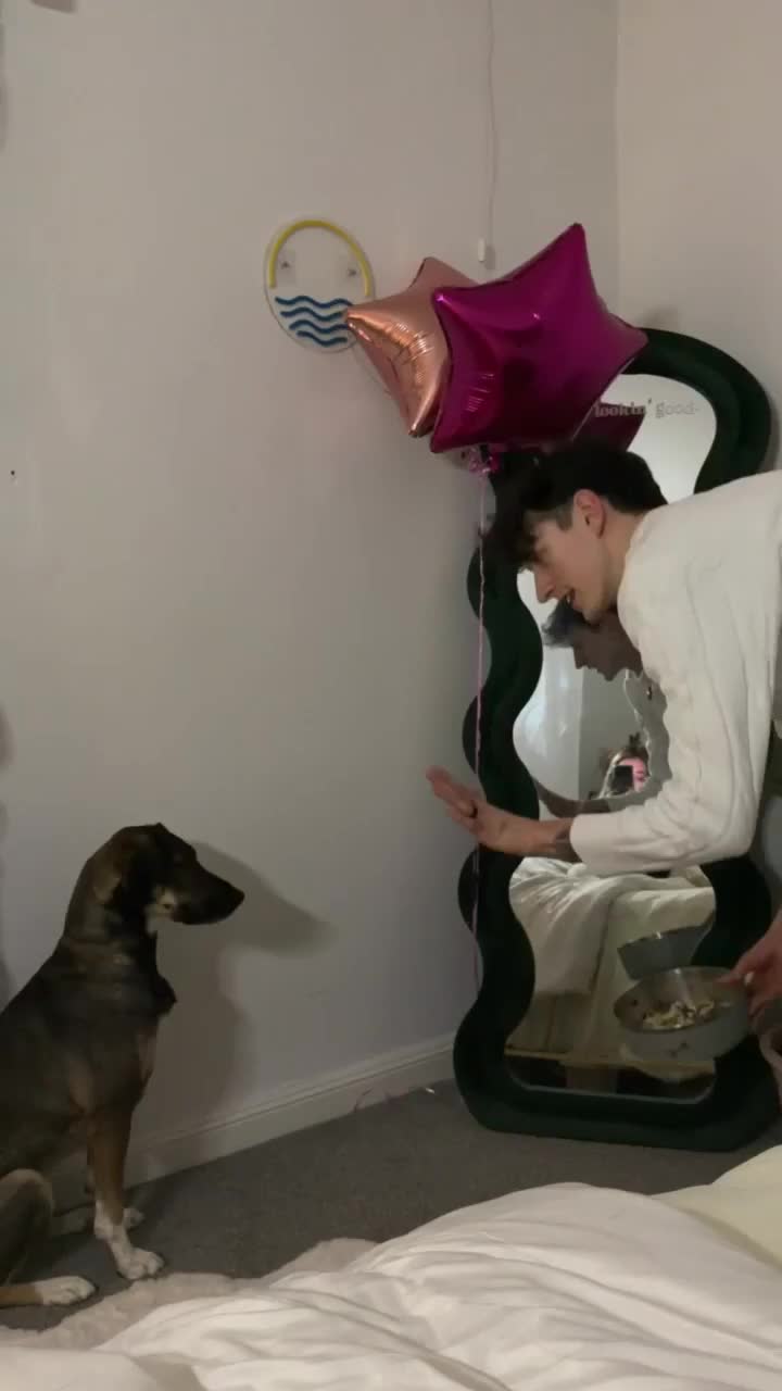 Mixed Breed dogs for adoption: Anthi - in UK Foster (Colchester) - Video 2