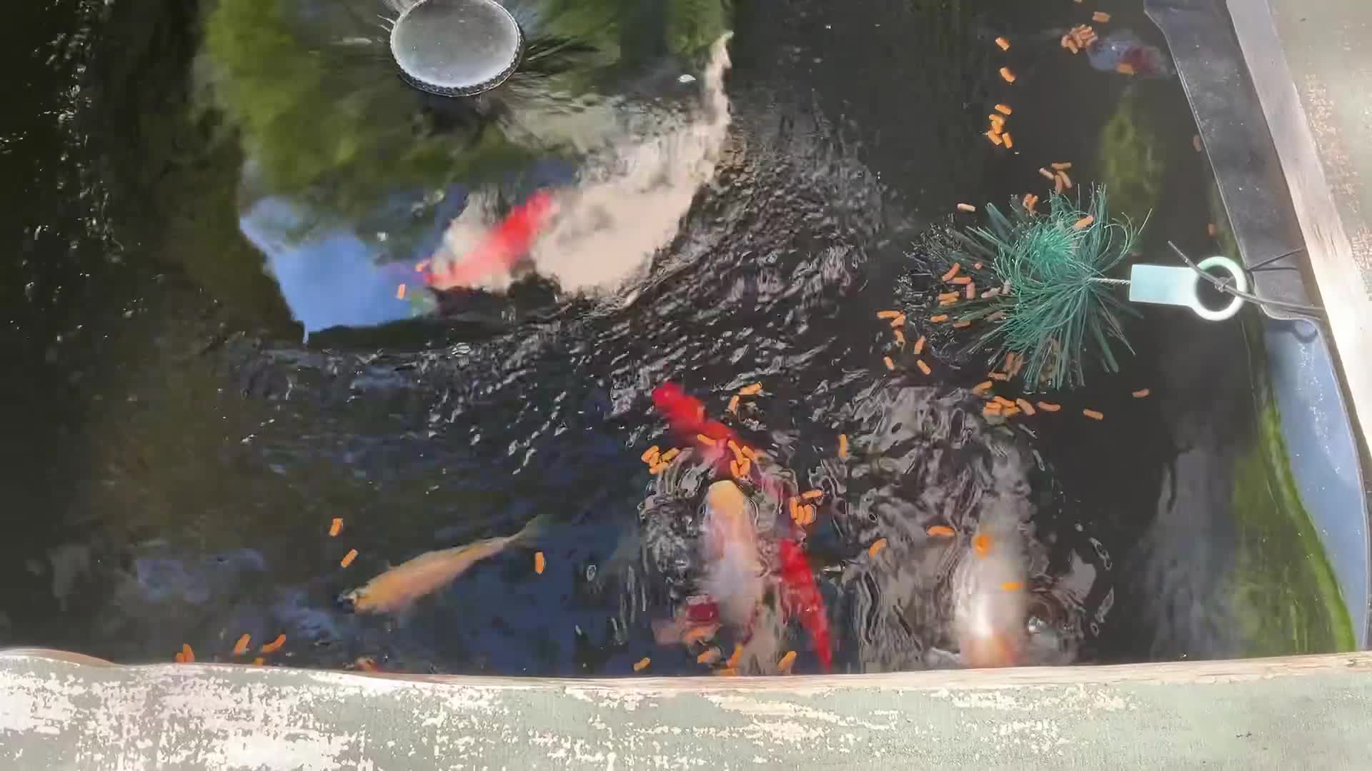 Goldfish fish for sale: Gold fish orfes and shubunkin in Paignton - Video 1