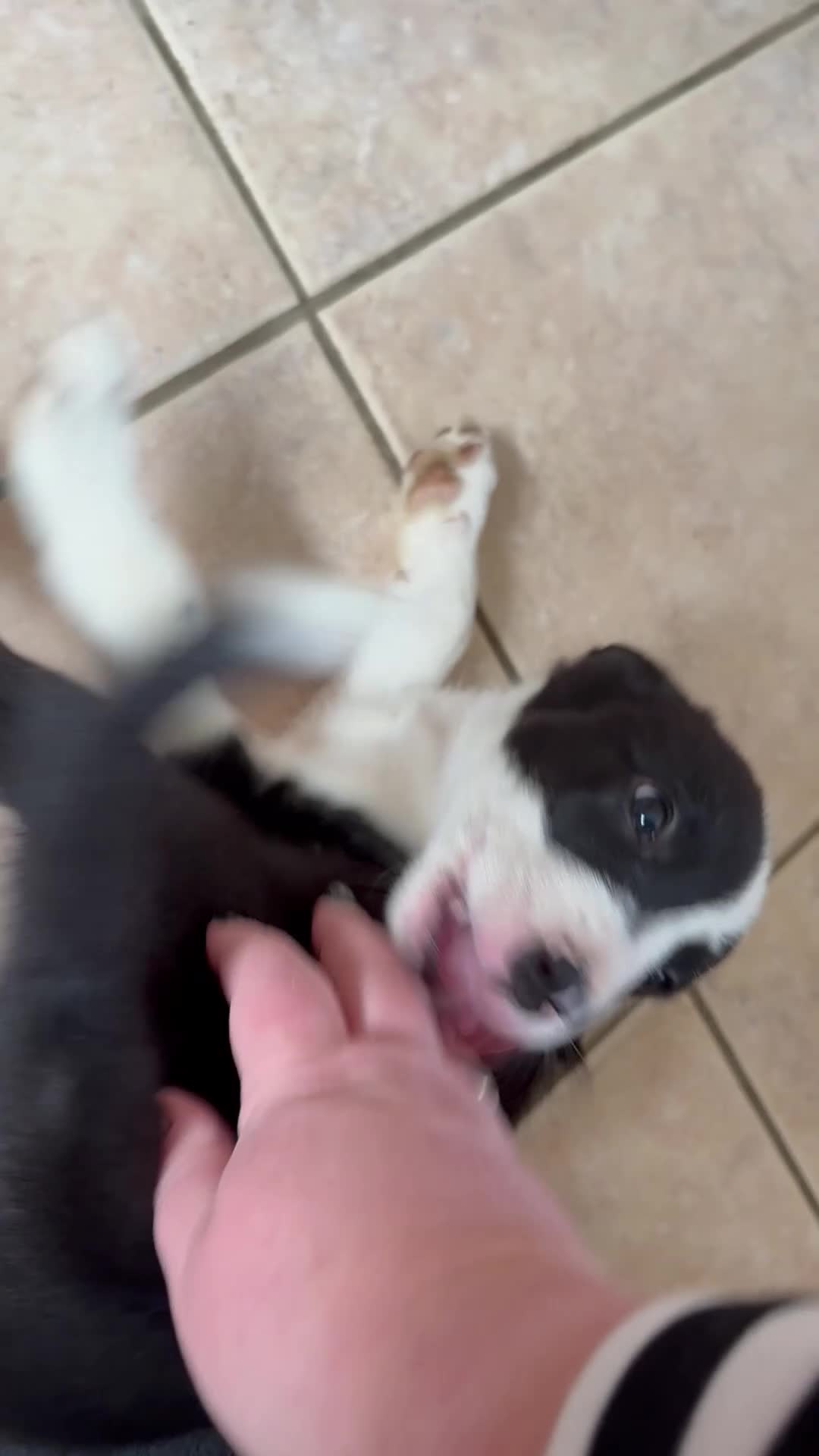 Border Collie dogs for sale: Border collie puppies seeking working/active homes - Video 3