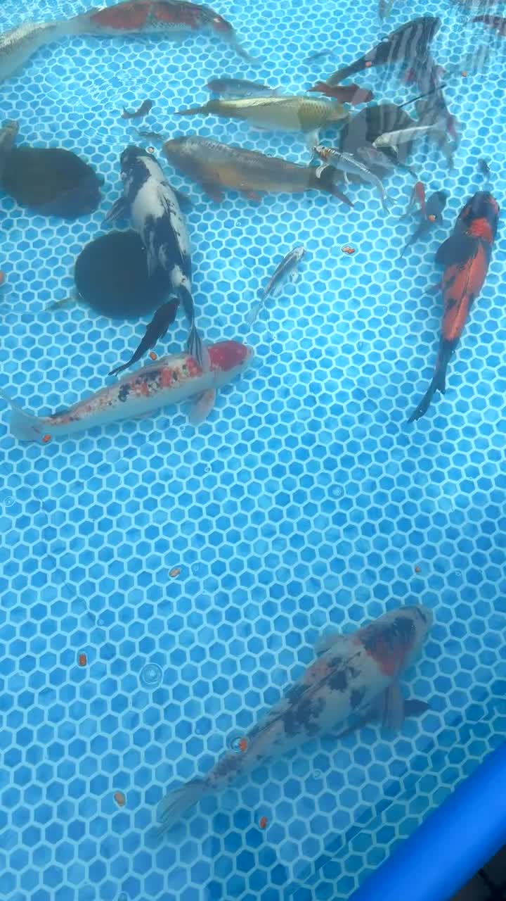 Koi Carp fish for sale: Koi carp  - Video 2