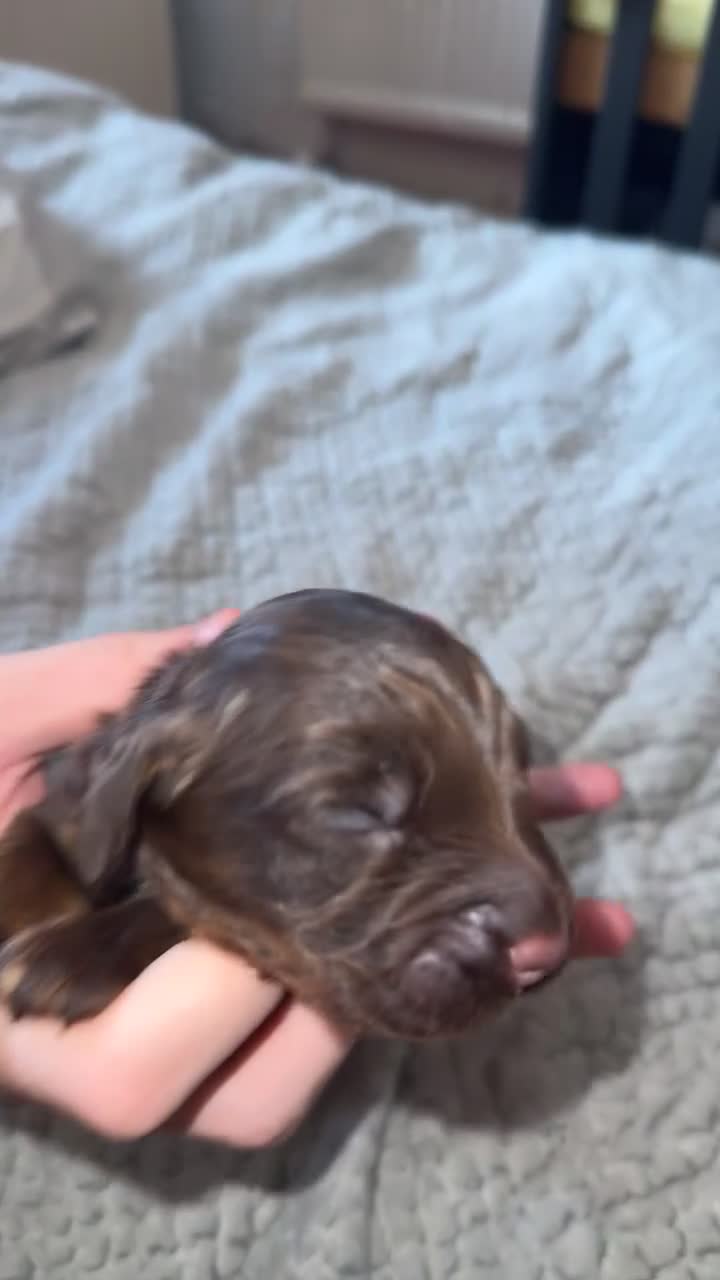 Cockapoo dogs for sale: F1B Cockerpoo puppies  - Video 2