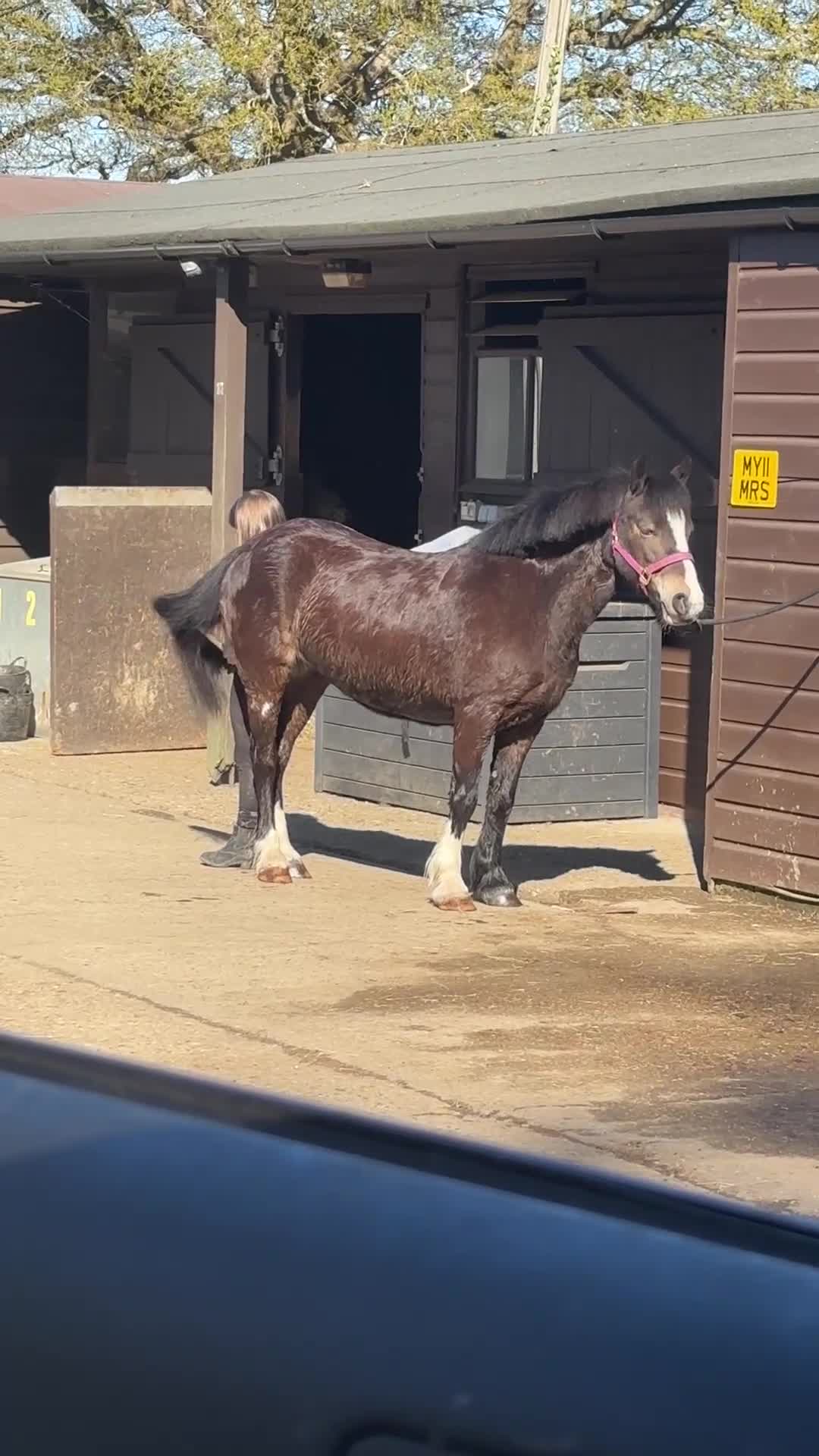 Welsh Section A horses for sale: Beautiful mare for sale  - Video 4
