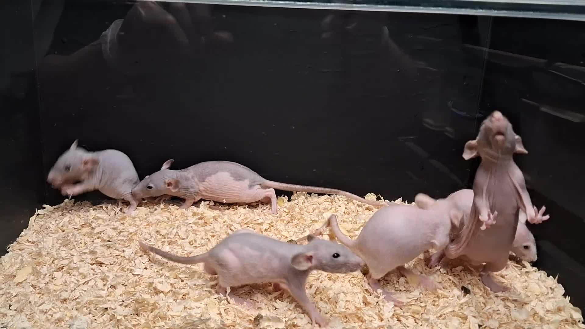 Rat rodents for sale: Baby Dumbo Rats Males and Females available - Video 2