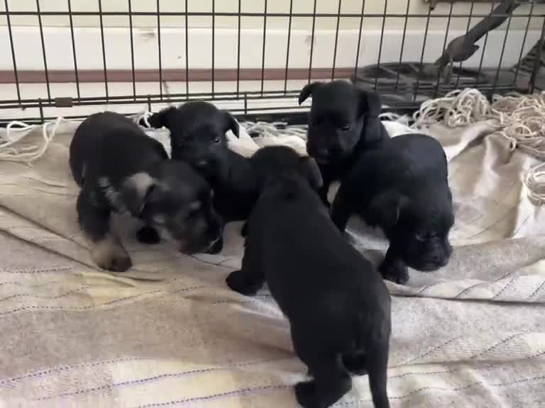 Miniature Schnauzer dogs for sale: Miniature schnauzer  - Video 1