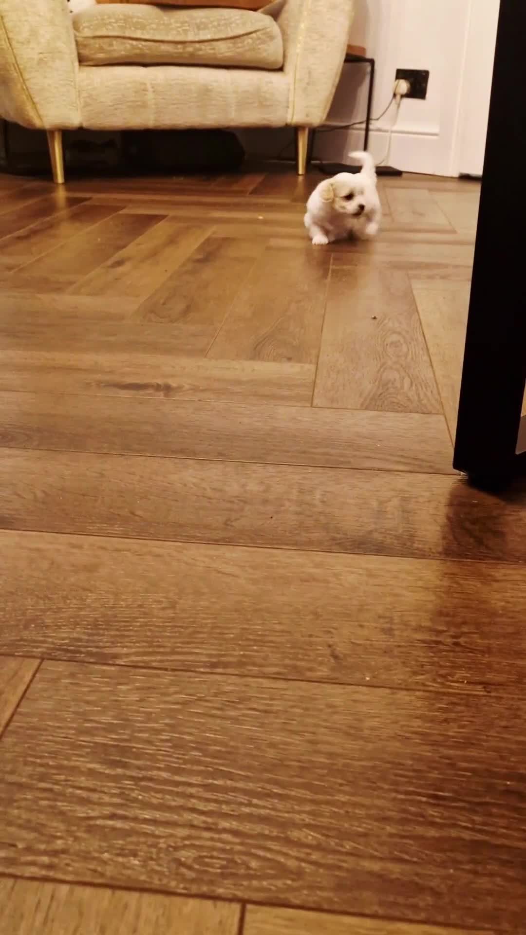 Maltipoo dogs for sale: Minnies maltipoos  - Video 1