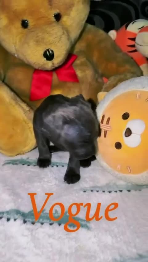 Cane Corso dogs for sale: Cane corso puppies, beautiful litter. - Video 3