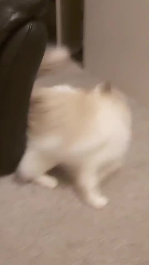 Ragdoll cats for sale: GCCF registered - the Ultimate Cuddler ragdoll - Video 1