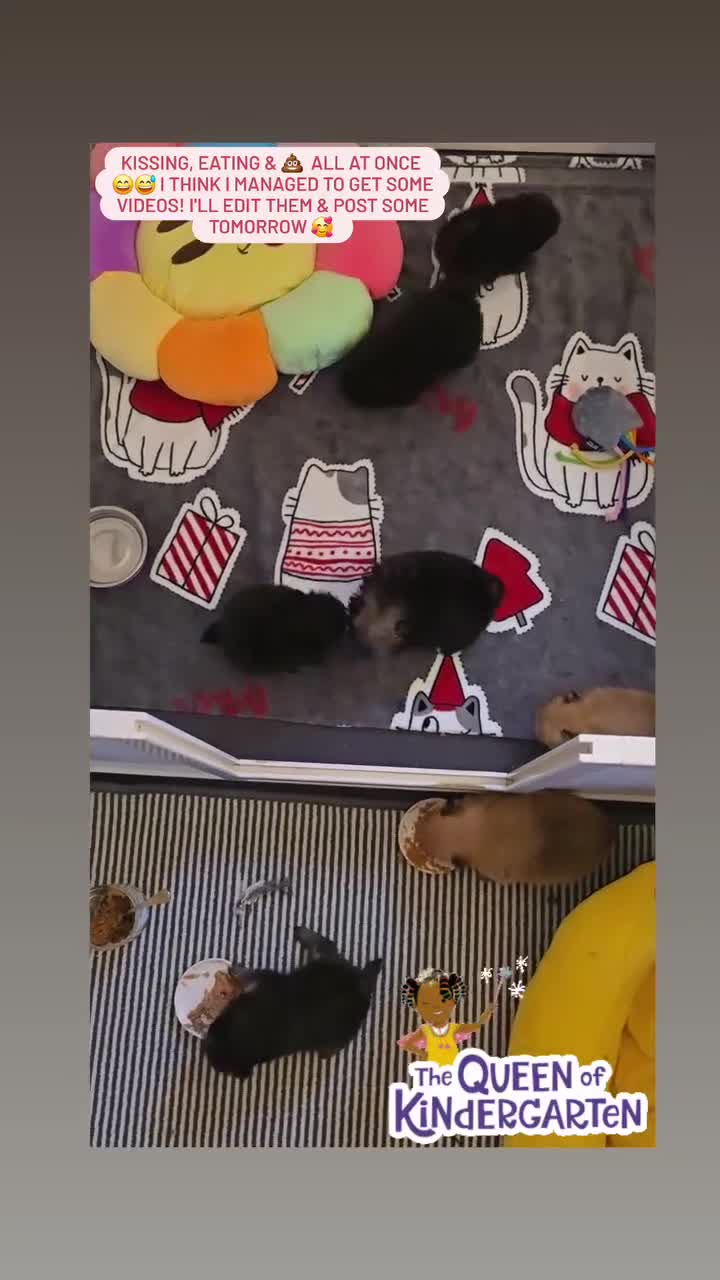 Pomeranian dogs for sale: Mini & Micro 4 boys💙&1 girl 💖 30+🏆 in lines - Video 2