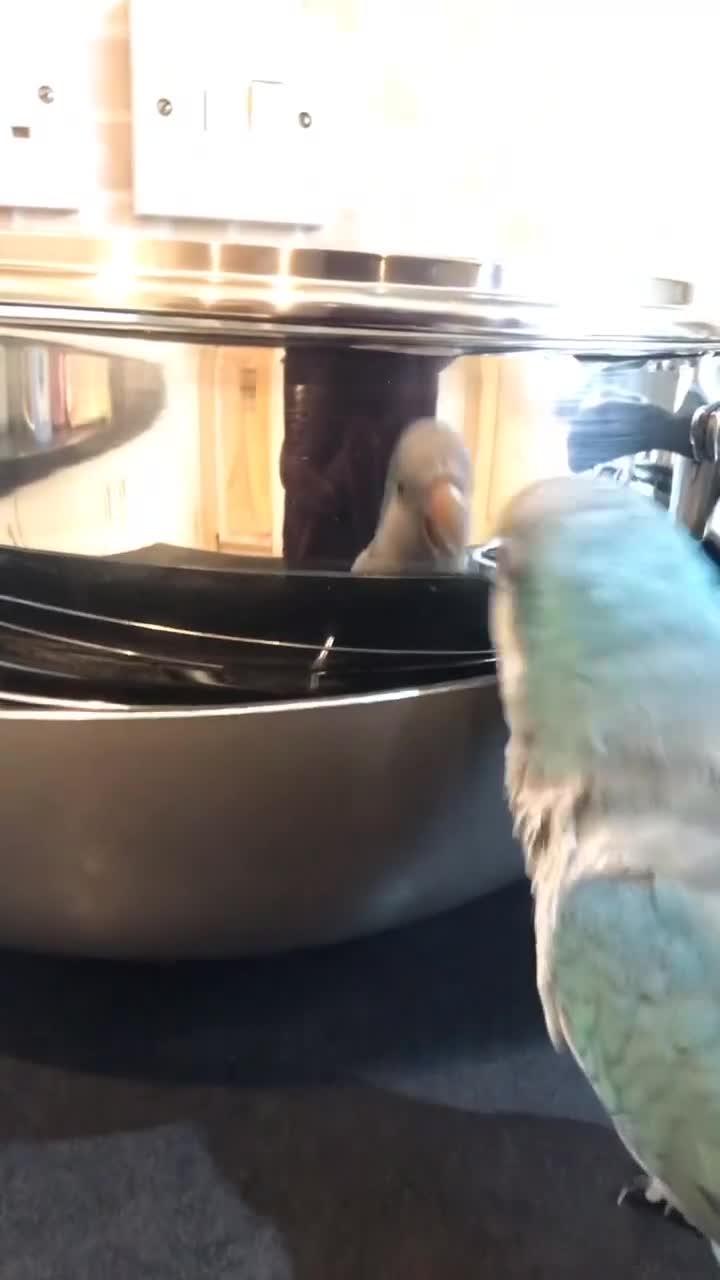 Parakeets birds for sale: Beautiful blue Quaker for sale! - Video 1