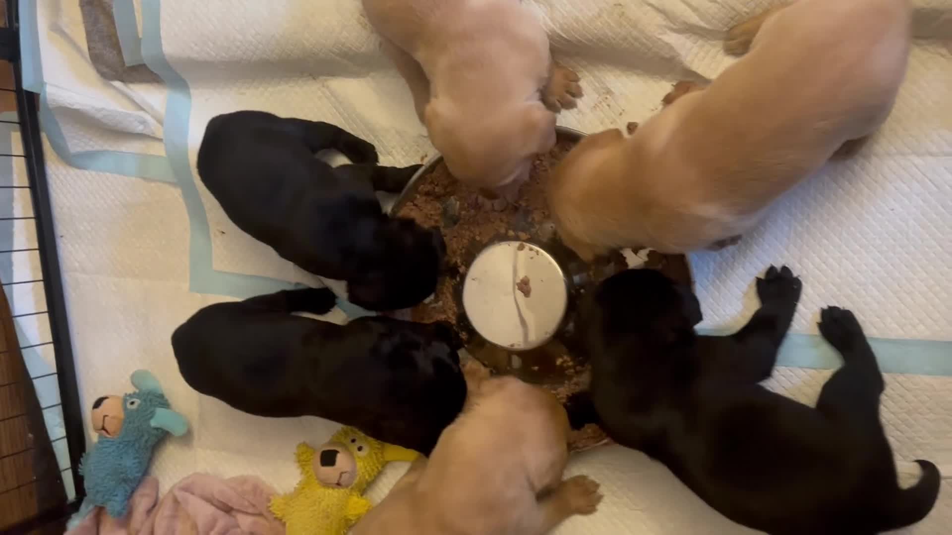 Labrador Retriever dogs for sale: Labrador puppies ready for forever homes - Video 1