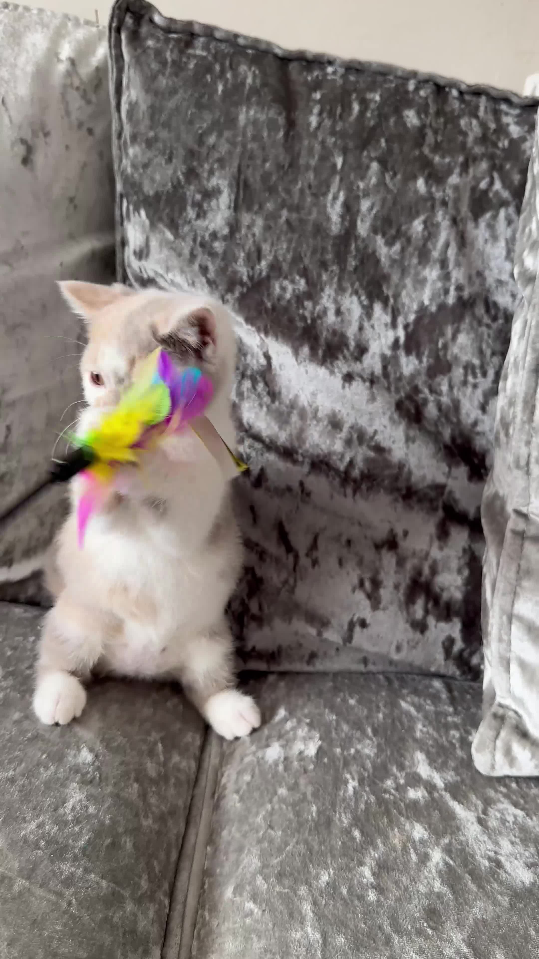 British Shorthair cats for sale: British Short Hair TICA REG Ready now  - Video 2