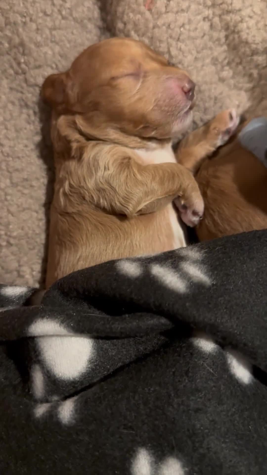 Cockapoo dogs for sale: Red Cockapoo girls F1b - Video 2