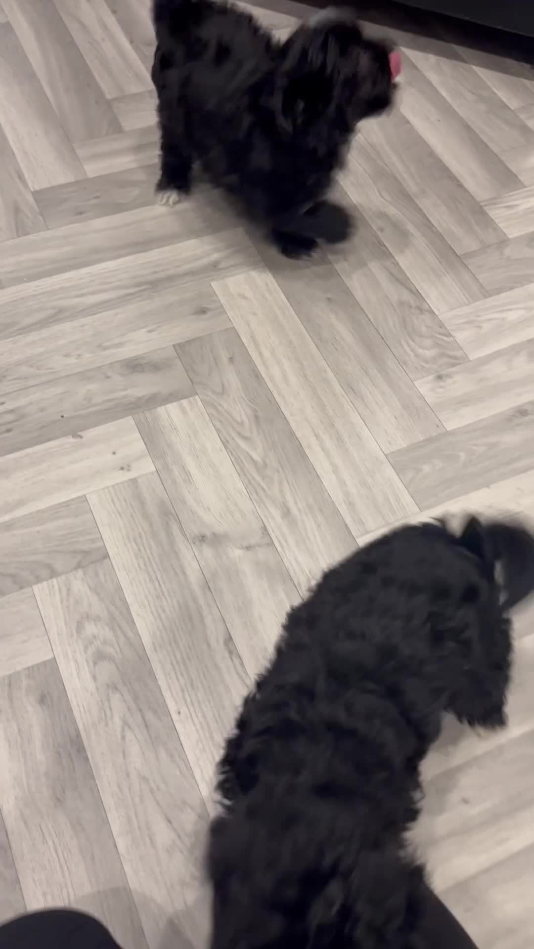 Mixed Breed dogs for sale: Maltese cross Chinese crested puppies for sale - Video 1