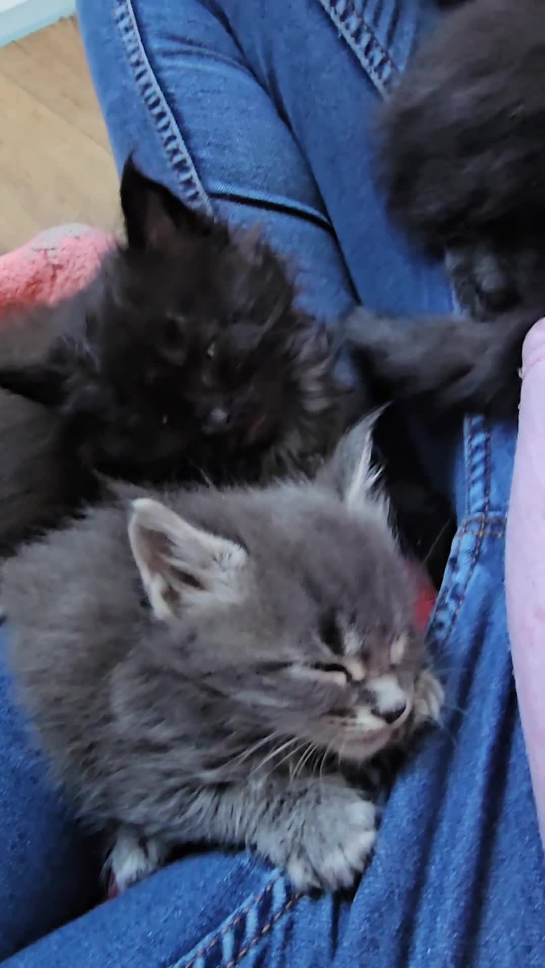 Maine Coon cats for sale: Quality Maine Coon kittens TICA registered  - Video 1