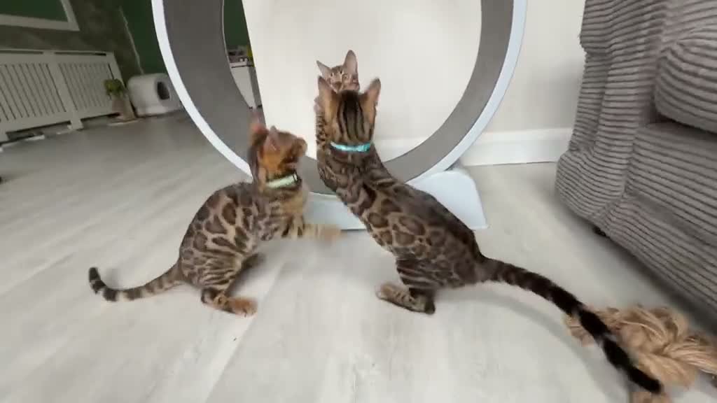 Bengal cats for sale: Young TICA Bengal boys seeking their families - Video 3