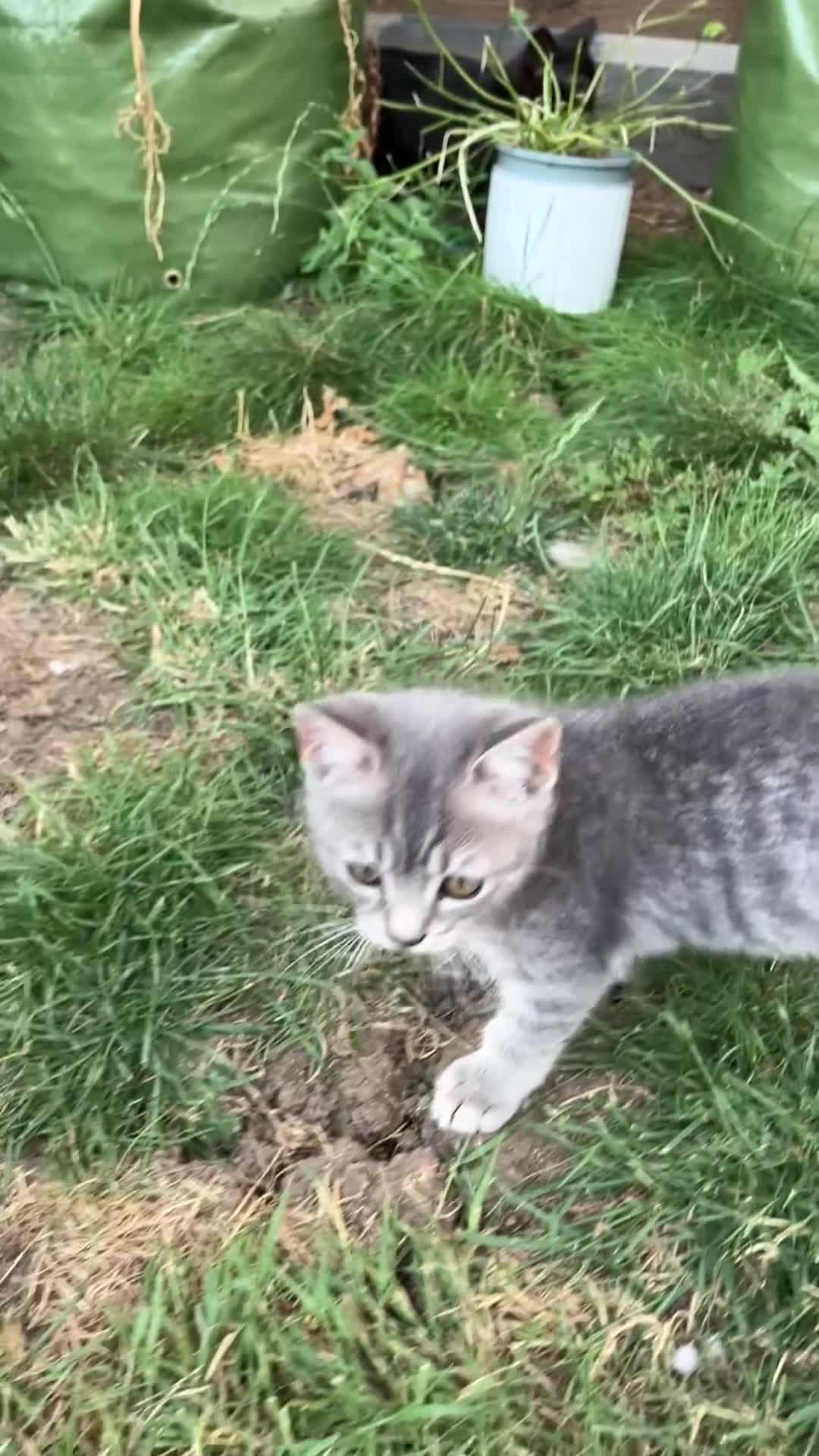 Bengal cats for sale: Gorgeous Bengal x British Short hair kittens - Video 1