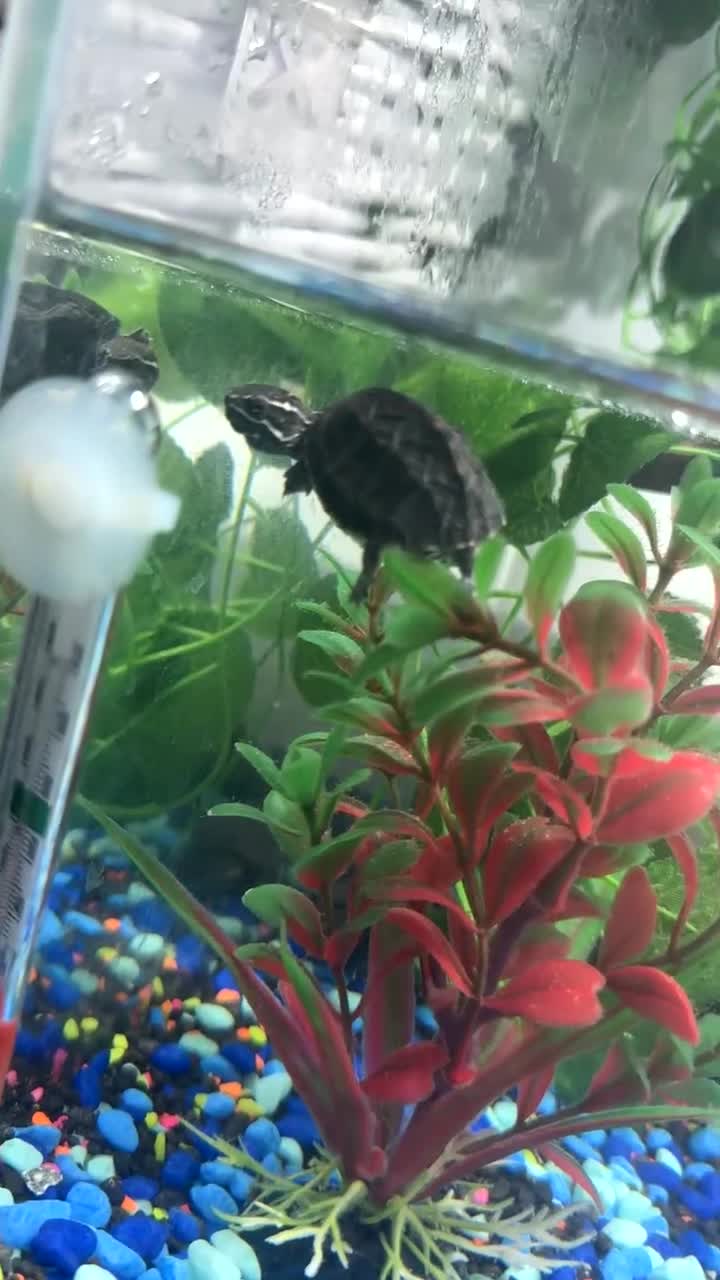 Turtle reptiles for sale: 2 turtles and tank - Video 1