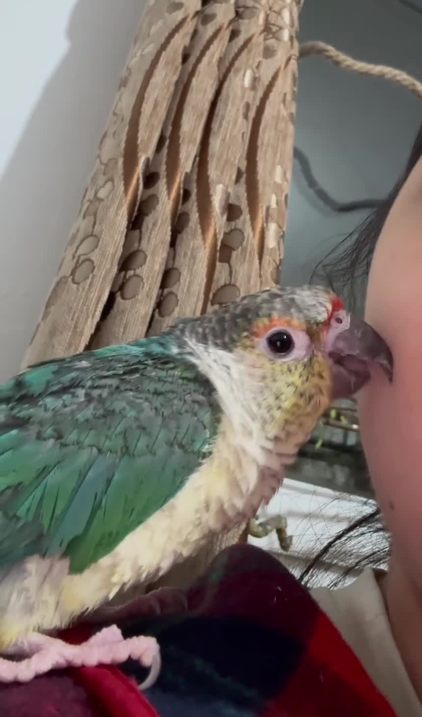 Conures birds for sale: Green Cheek Conure – Sweet, Tame & Loving in London - Video 2