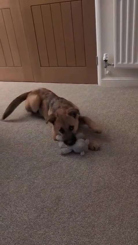 Mixed Breed dogs for adoption: Moccacino  - Video 1