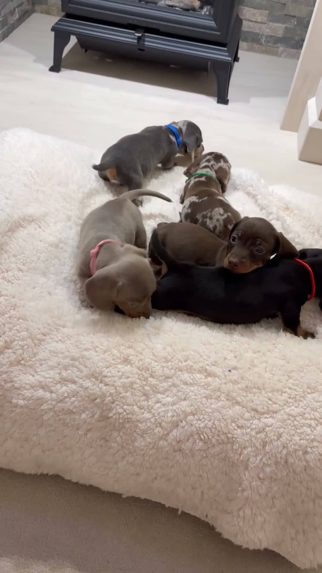 Miniature Dachshund dogs for sale: Miniature dachshunds  - Video 1