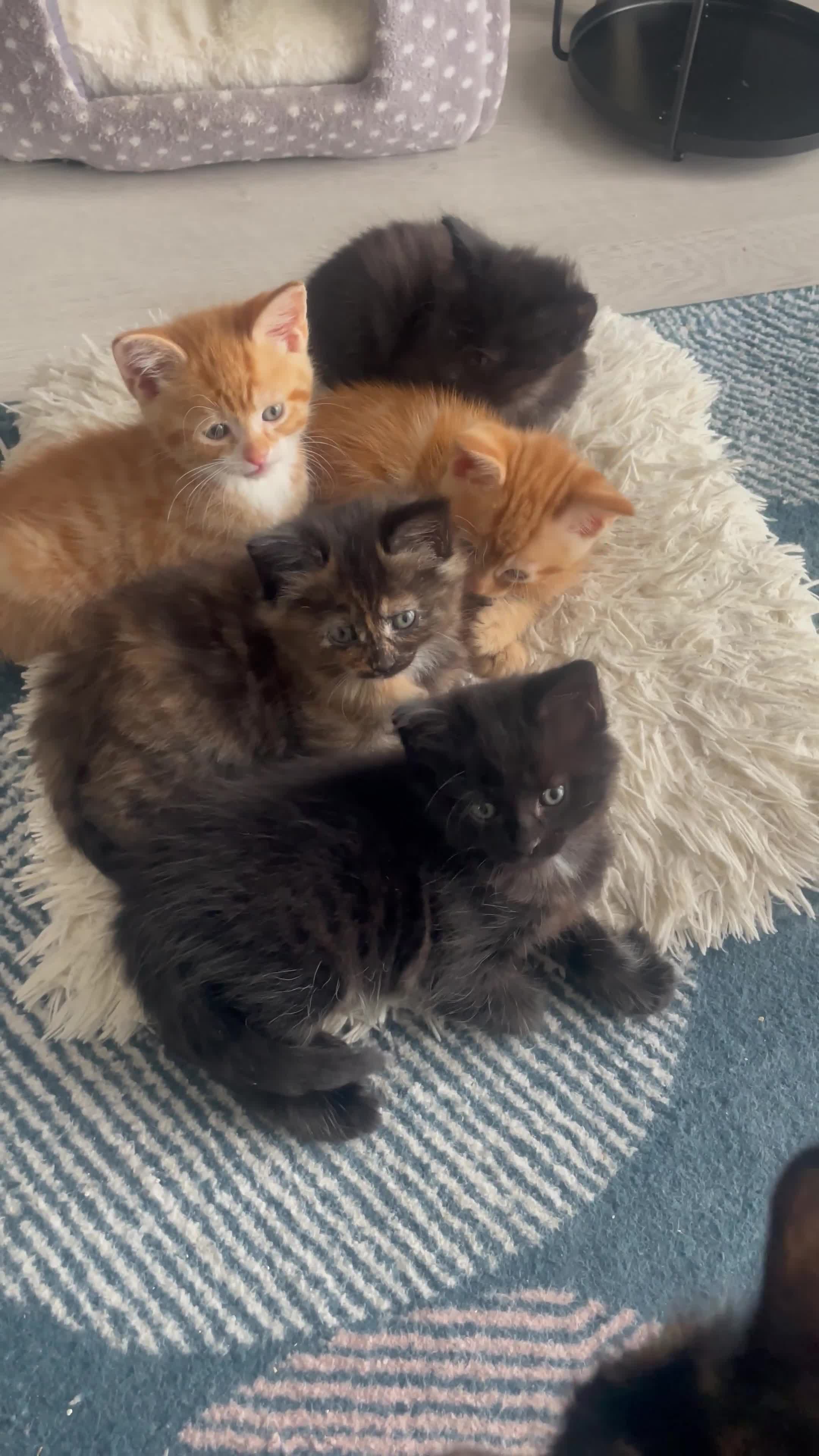 Mixed Breed cats for sale: 🐱 Gorgeous Kittens Looking for a Loving Homes 🏡 - Video 1