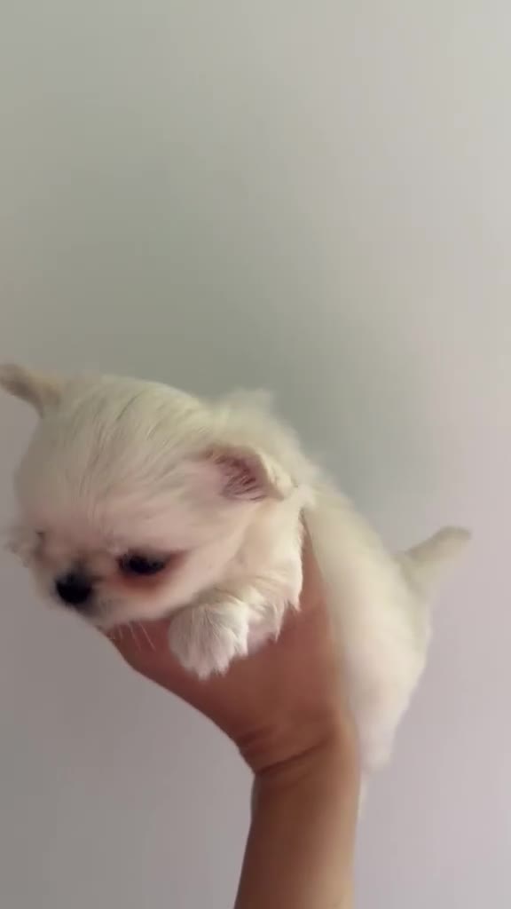 Chihuahua dogs for sale: Chihuahua Longhair Europe PL in Telford - Video 5