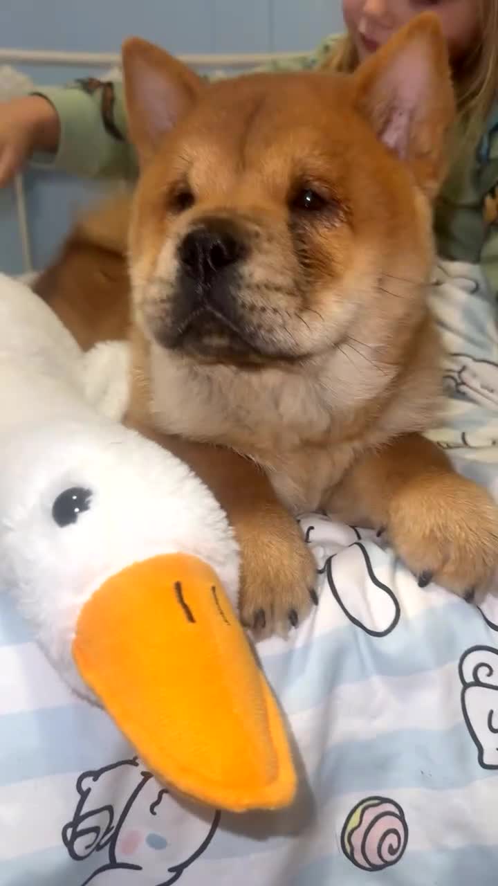 Chow Chow dogs for sale: Chow chow boy pup  - Video 2