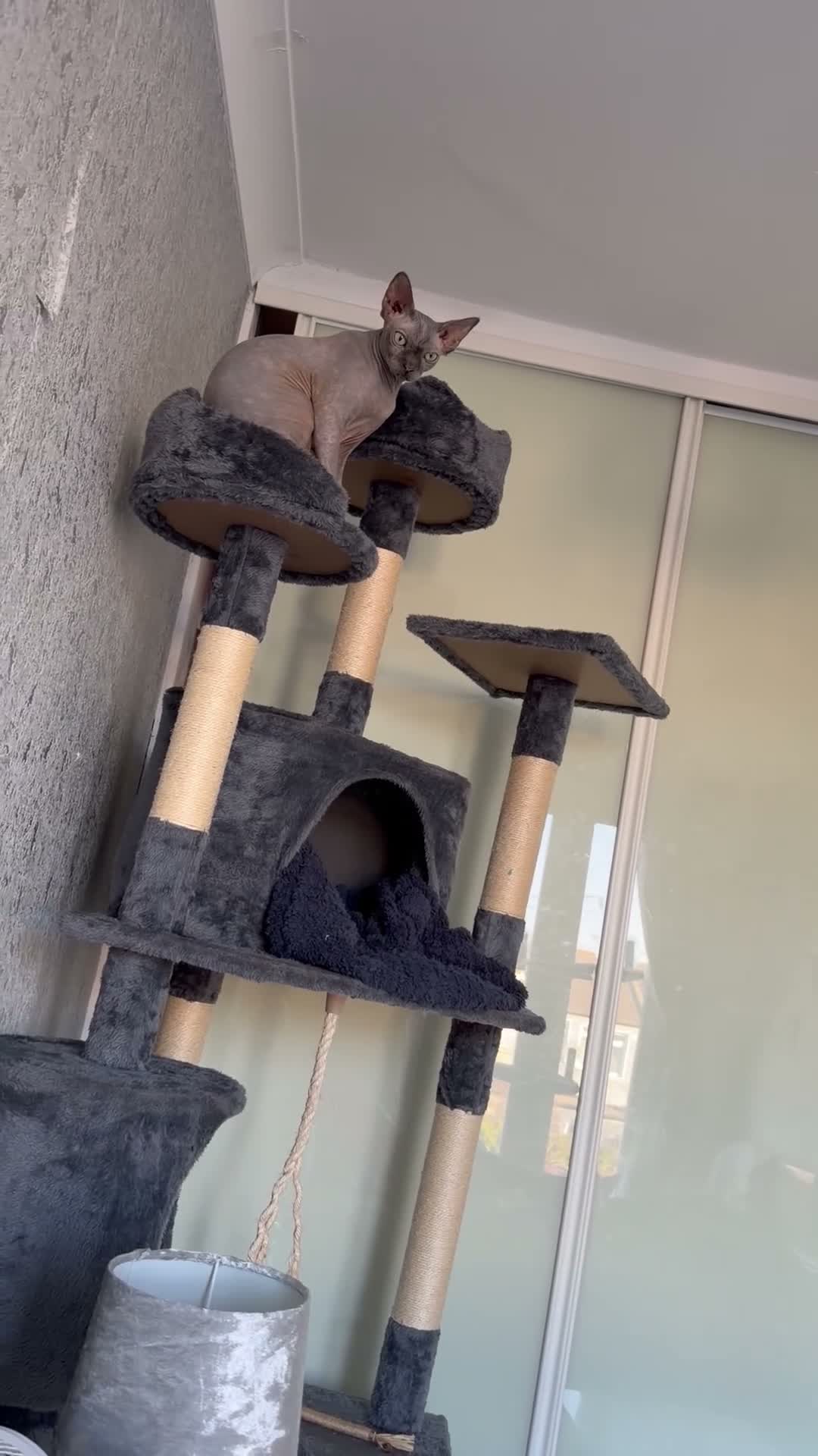 Sphynx cats for sale: Beautifully Sphynx girlie  - Video 1