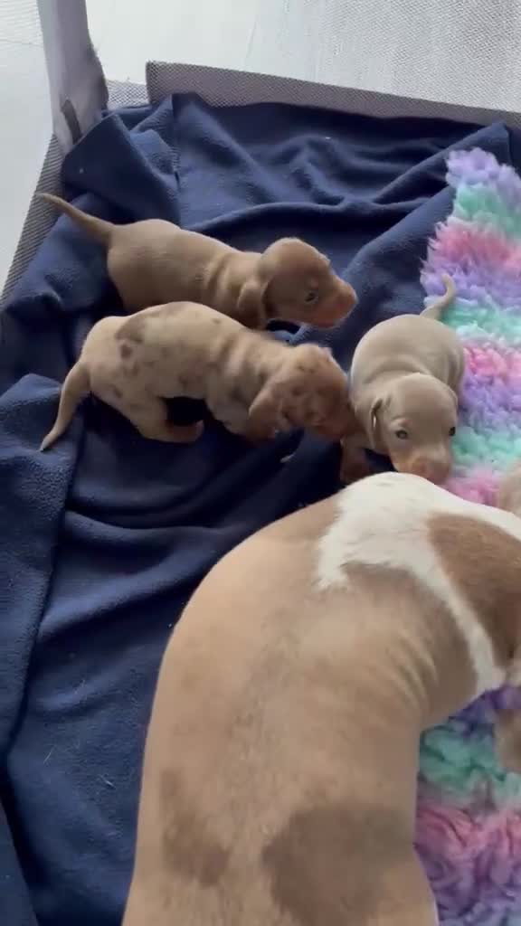 Miniature Dachshund dogs for sale: 🐾 KC Registered Top Quality Miniature Dachunds 🐾 - Video 1
