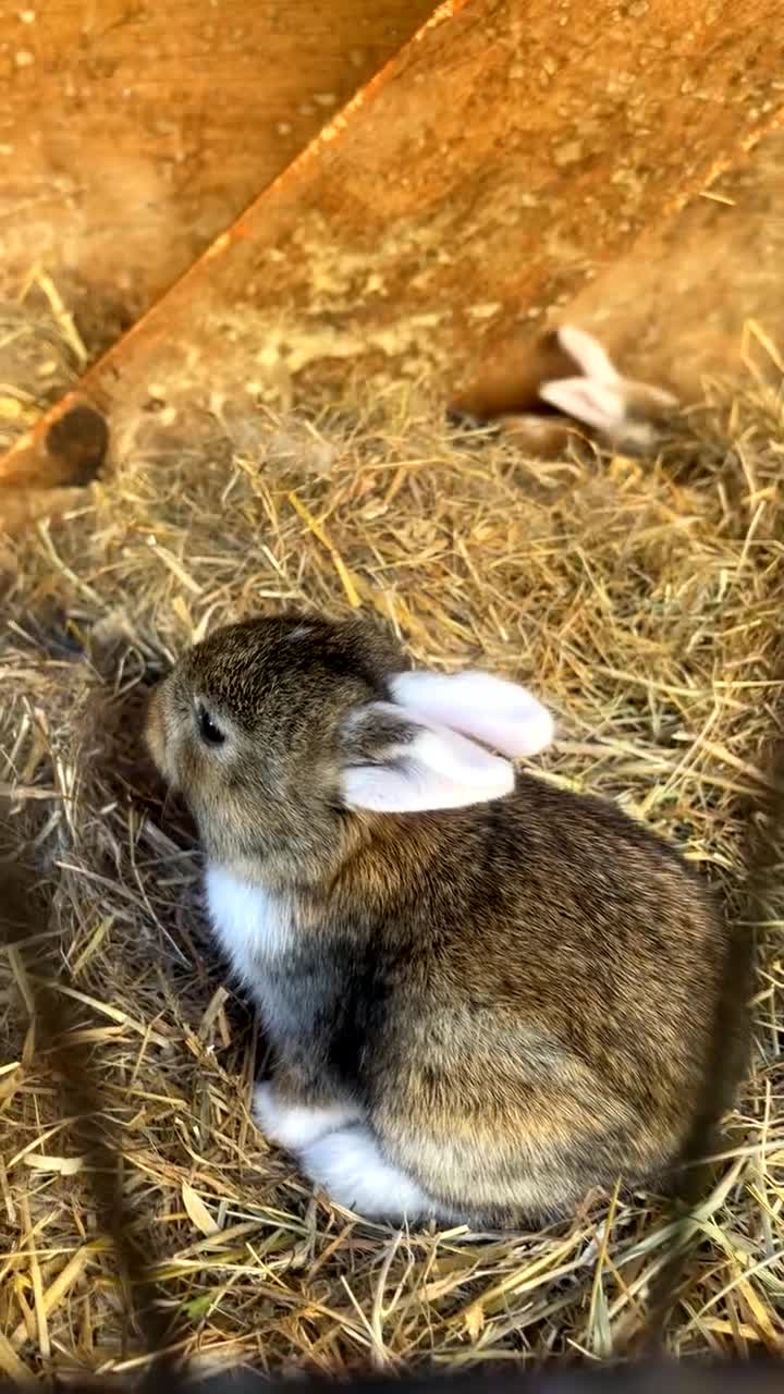 Dutch rabbits for sale: Baby bunnies for sale! in Castle Cary - Video 4