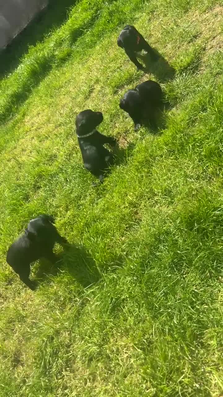 Springador dogs for sale: 🐾 Springador Puppies for Sale 🐾 - Video 2