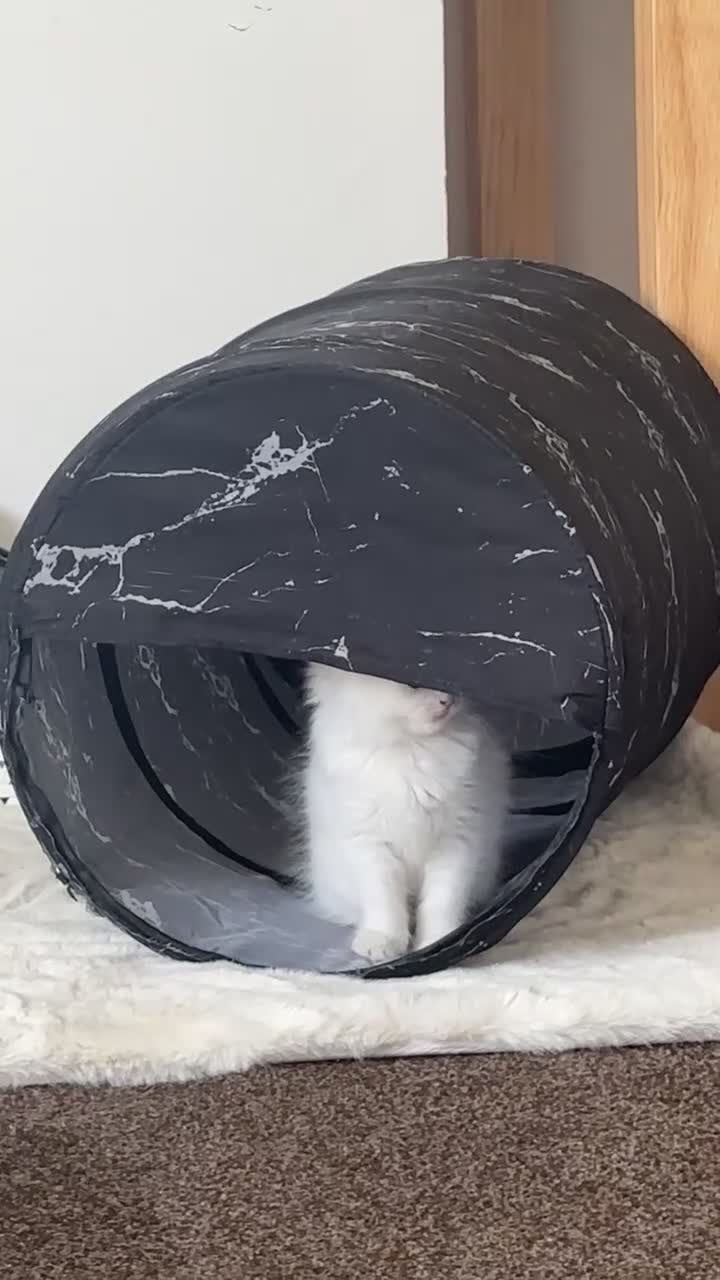 British Longhair cats for sale: Last Female Kitten available  - Video 4