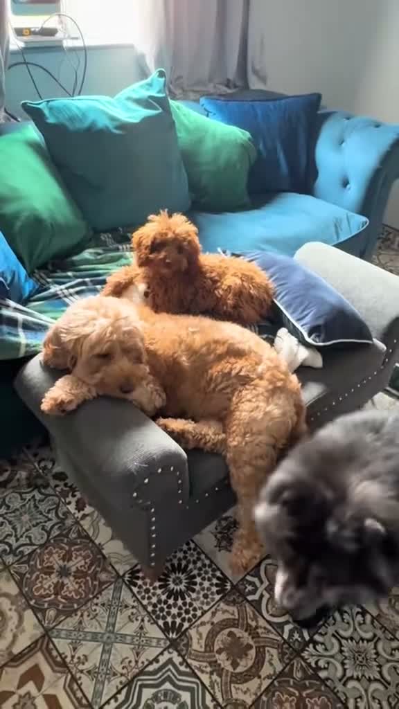 Cockapoo dogs for sale: 🎀 Fizz, a very special Cockapoo girl 🩷 - Video 5