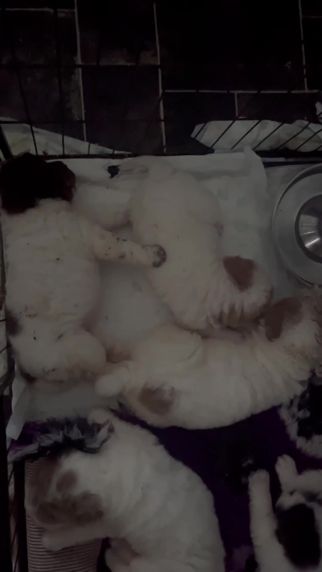 Shar Pei dogs for sale: Ready now !!! flower bear coats kc - Video 2