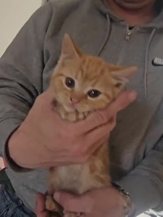 Mixed Breed cats for sale: Three quarters ginger bengals  in London - Video 2