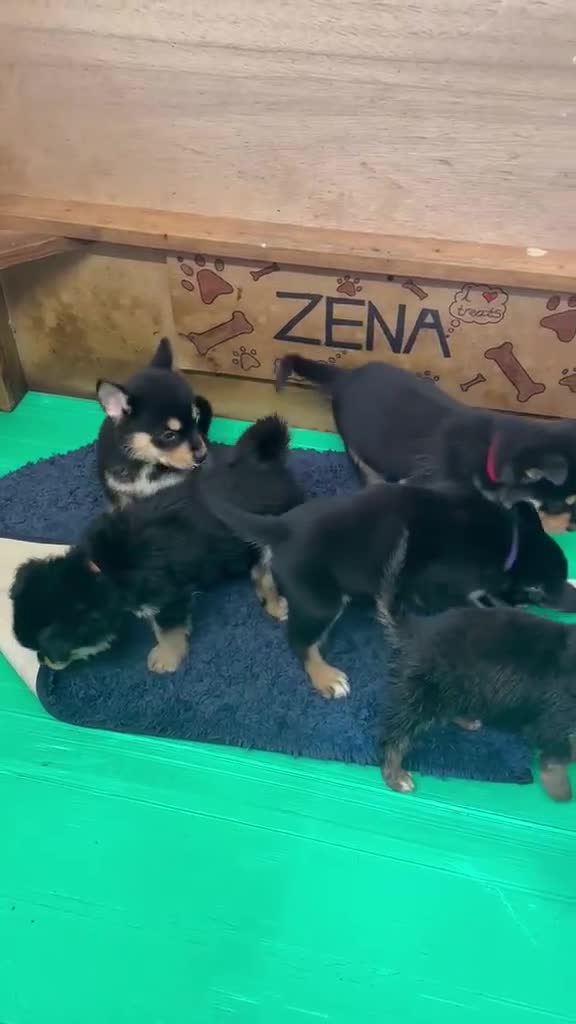 Mixed Breed dogs for sale: Rottweiler/Siberian Husky puppies - Video 1
