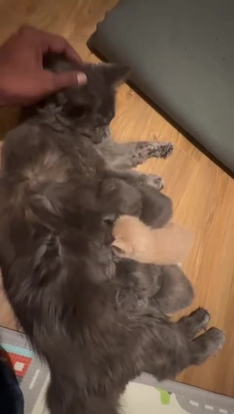 Maine Coon cats for sale: ✨Stunning Maine Coon Kittens✨ - Video 1