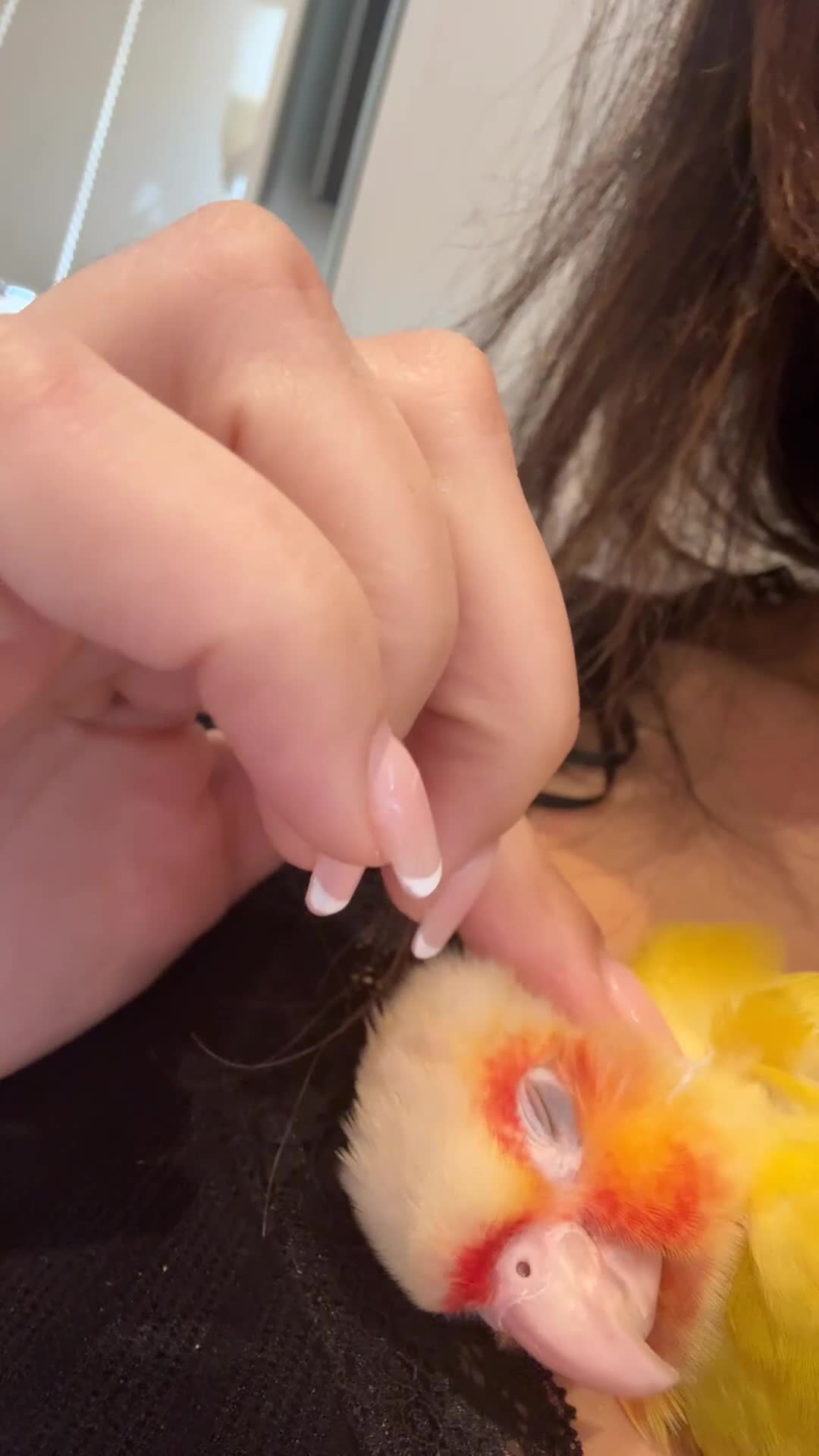 Conures birds for sale: Sunny the sunshine conure-baby-tamed-cockteil - Video 4