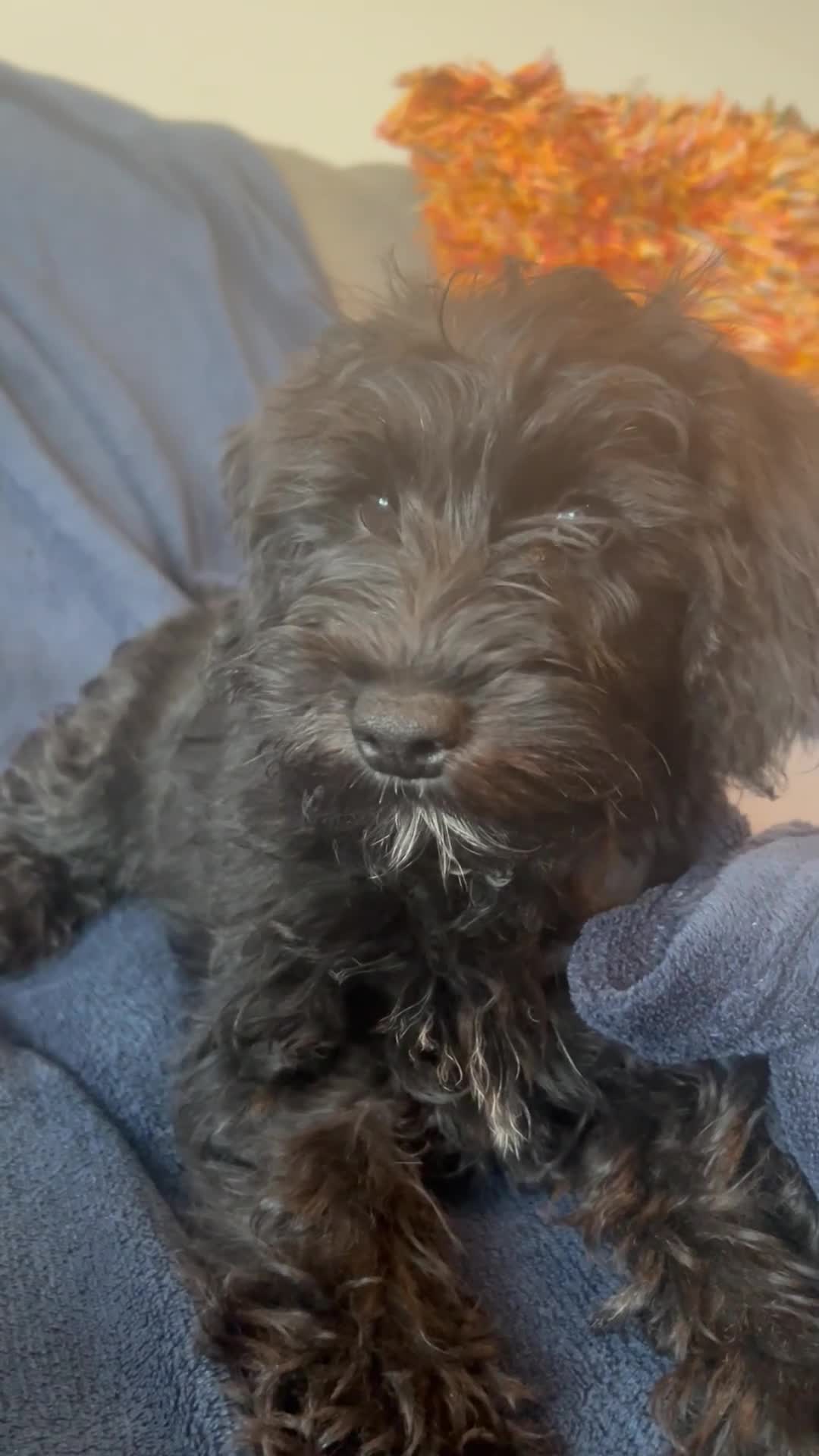 Schnoodle dogs for sale: ⭐️⭐️Ready Now - Miniature F1 Schnoodles ⭐️⭐️ - Video 1