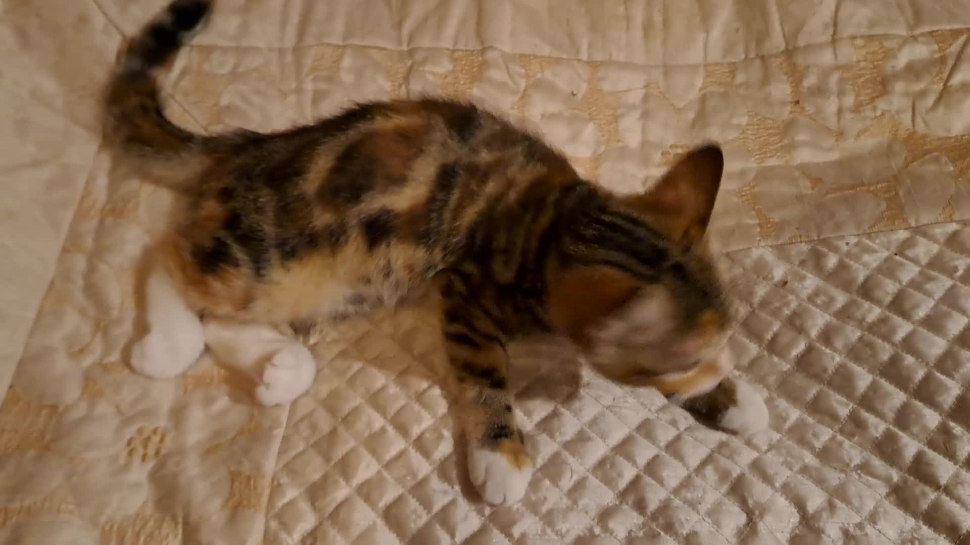 Scottish Fold cats for sale: Scottish fold kittens  - Video 1