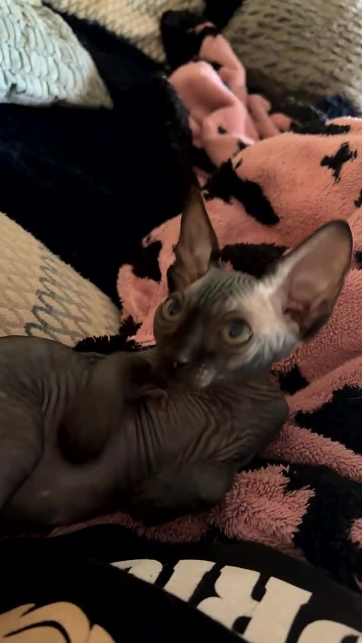 Sphynx cats for sale: Gorgeous stripped Sphynx kittens - Video 3