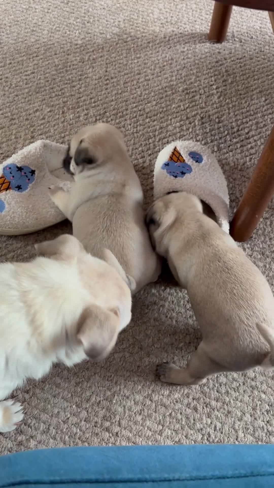 Mixed Breed dogs for sale: Beautiful baby Pugs for sale  - Video 2