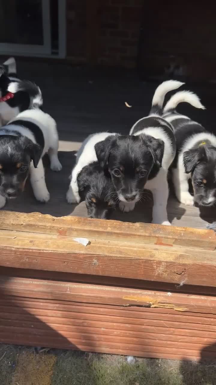 Jack Russell dogs for sale: Stunning jack Russel puppies  - Video 1